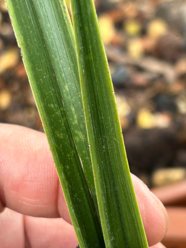 惠兰品种原生种兰花