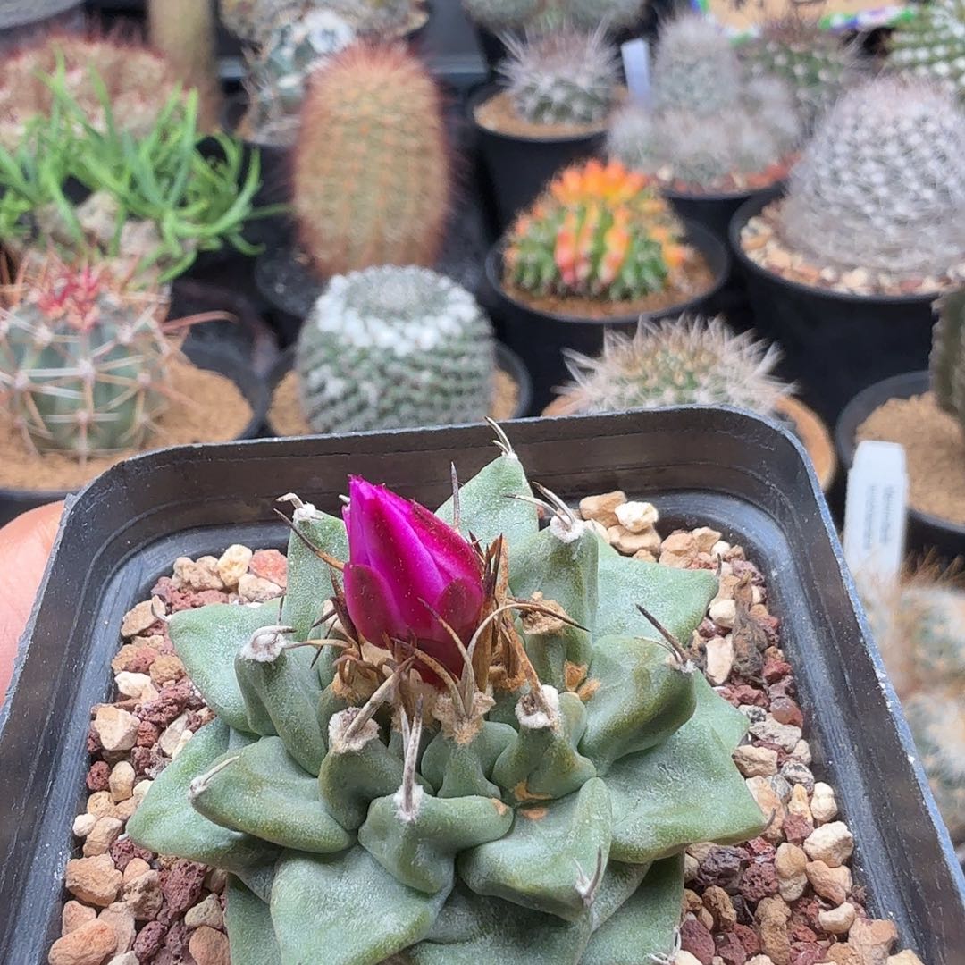 五***果实生赤花娇丽带盆发货