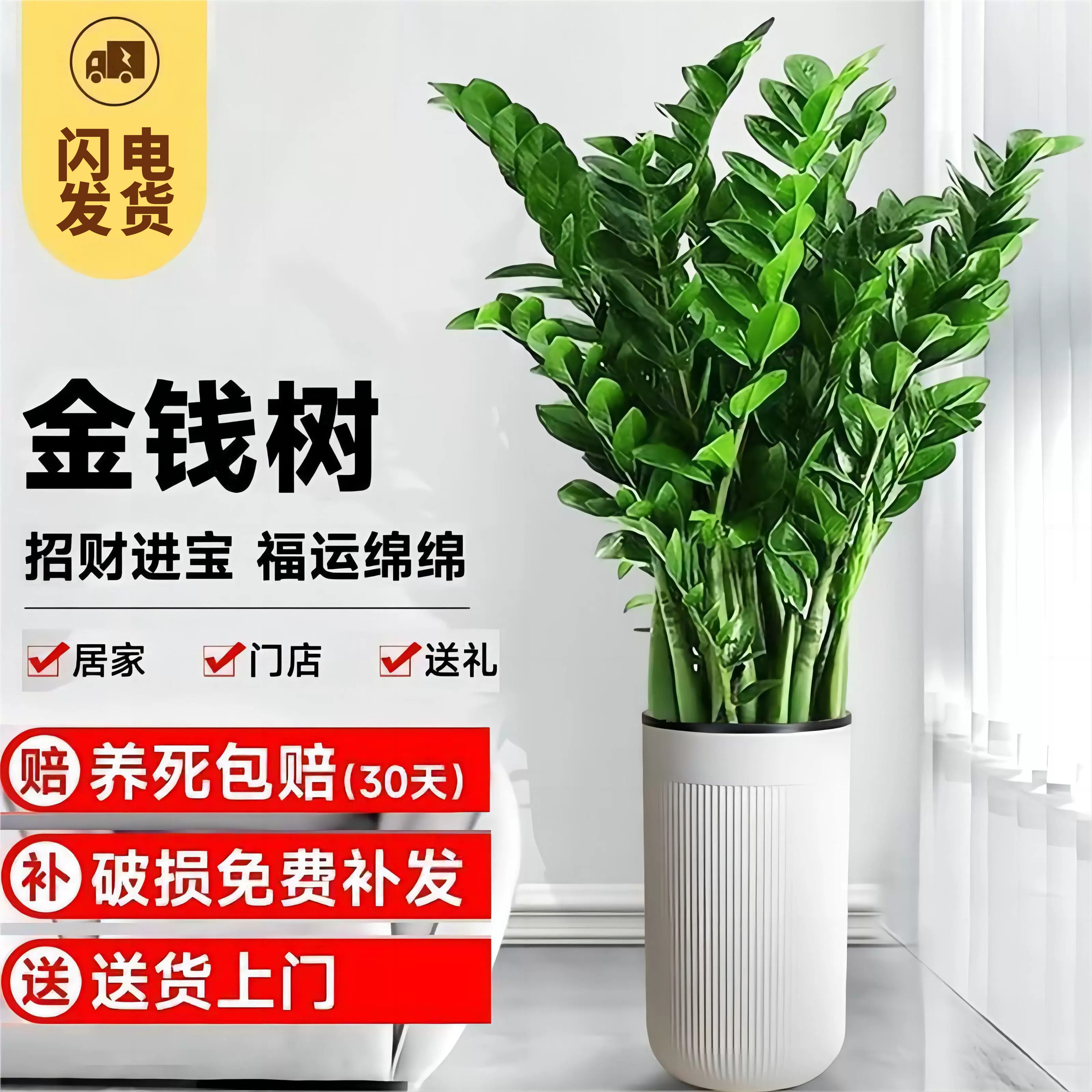 【金钱树】3A级含盆1.1-1.3米大型绿植金钱树盆栽室内客厅绿植