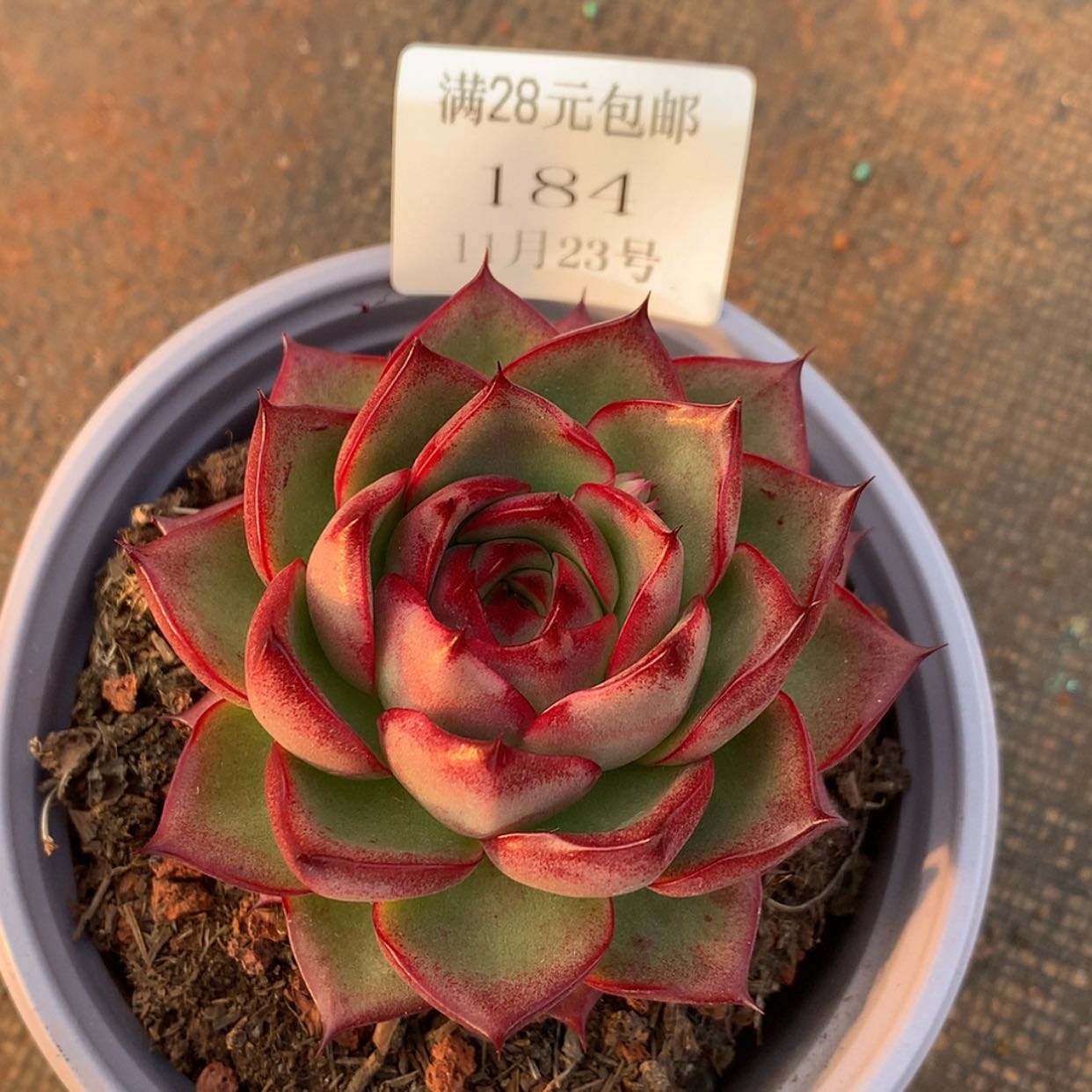 【闪购商品】云184号