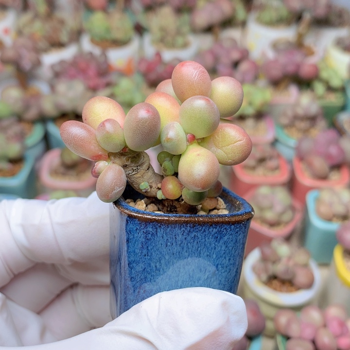 苹果美人 群生 双木质老桩 满35包邮