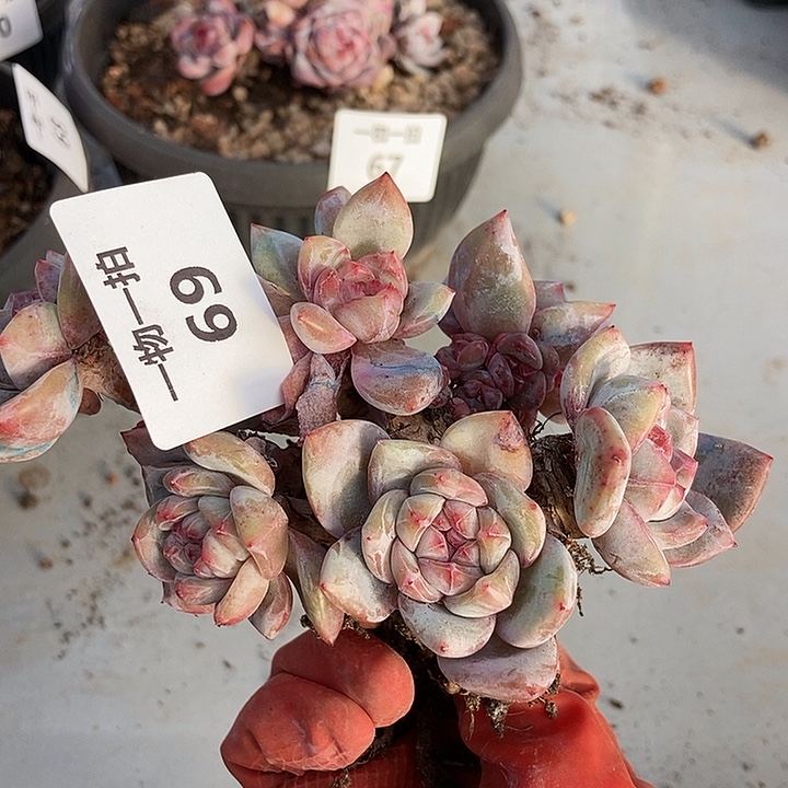 69 号一物一拍不退不换