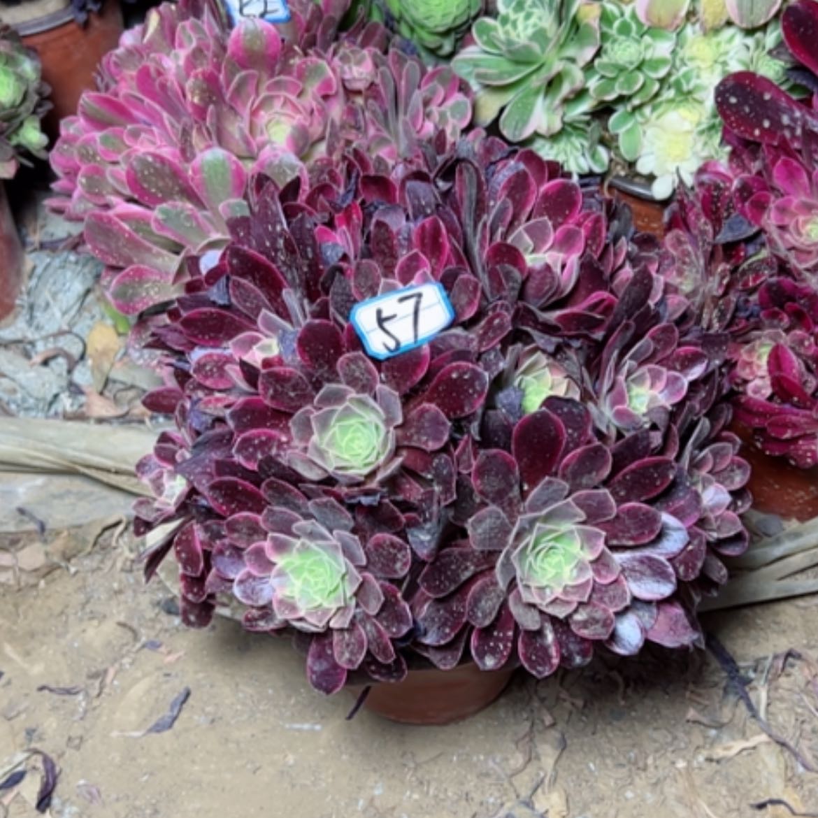 【闪购商品】多肉植物金丝57