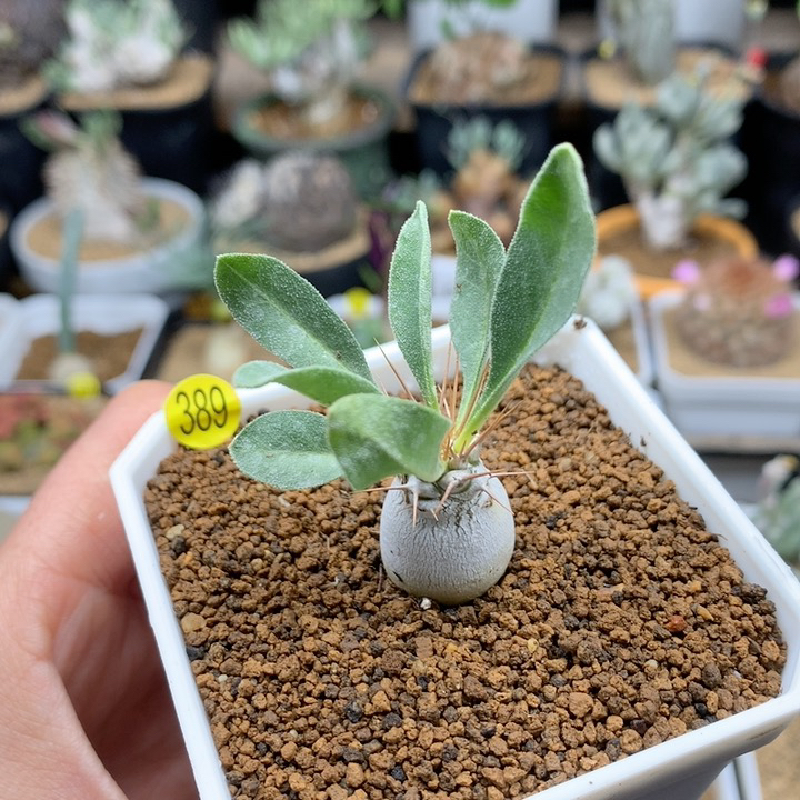 实生光堂棒槌带盆