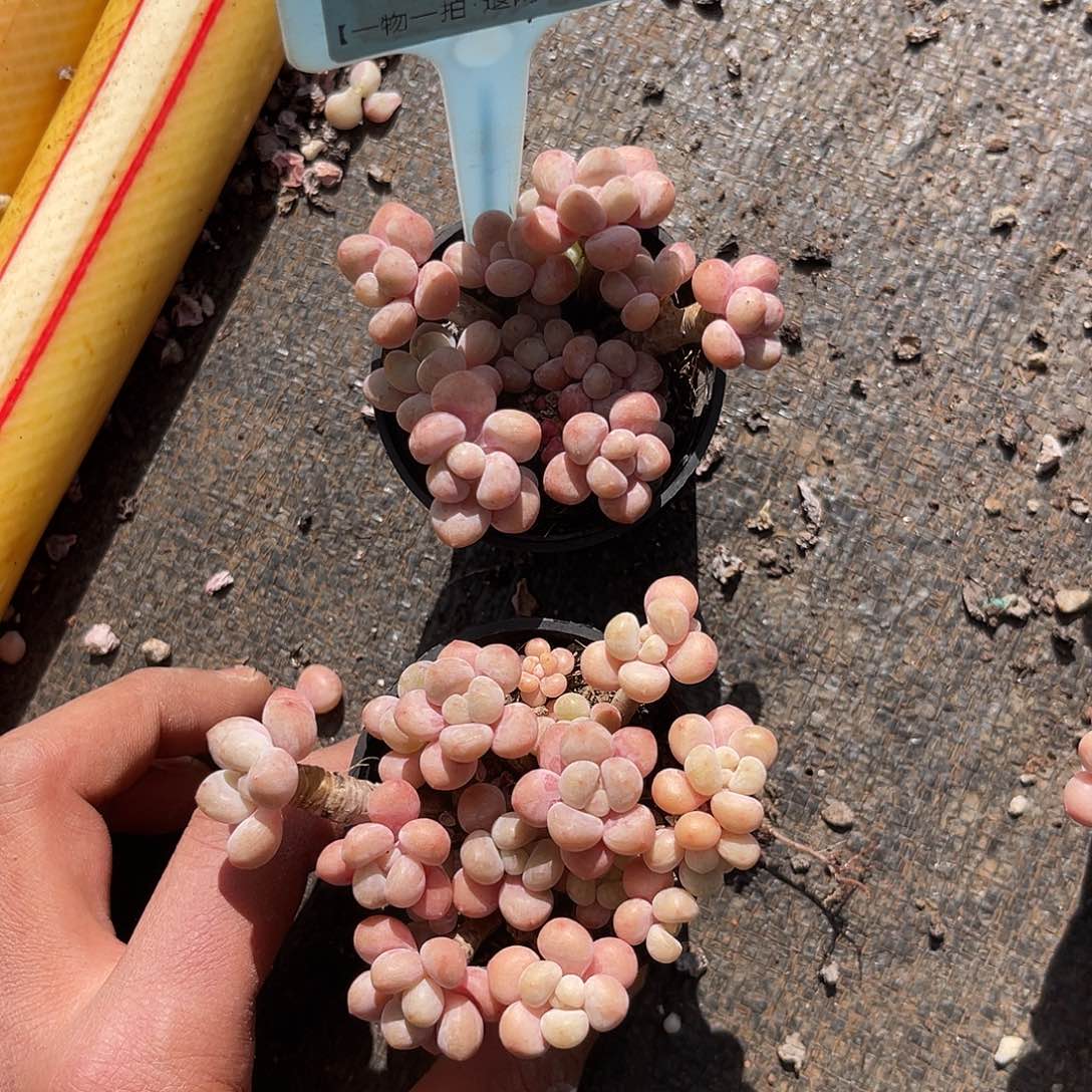 云尘多肉一物一拍 97,