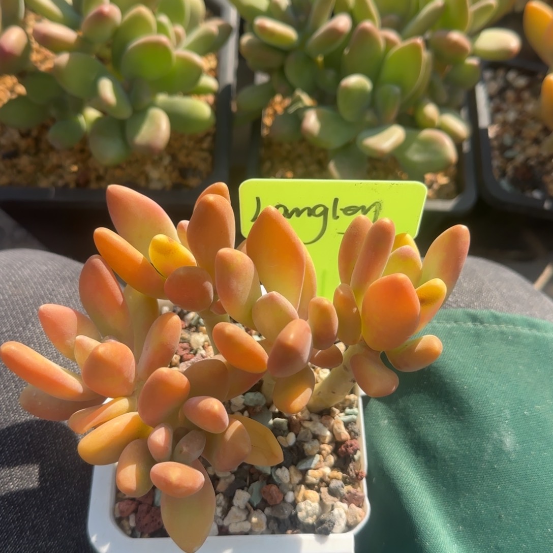 芒果奶酪五十包邮老桩