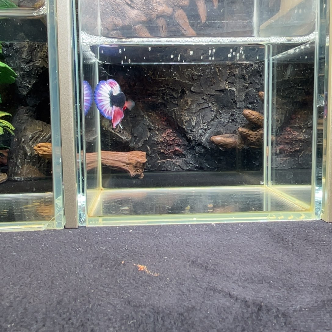 斗鱼十二月三日竞价