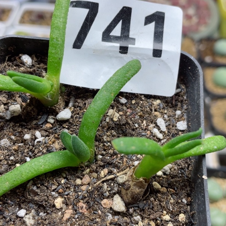 741碧光环小兔子3个