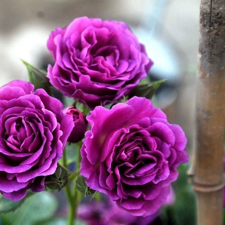 比利时大花浓香月季花苗蓝紫浓香玫瑰阳台花园花卉绿植盆栽