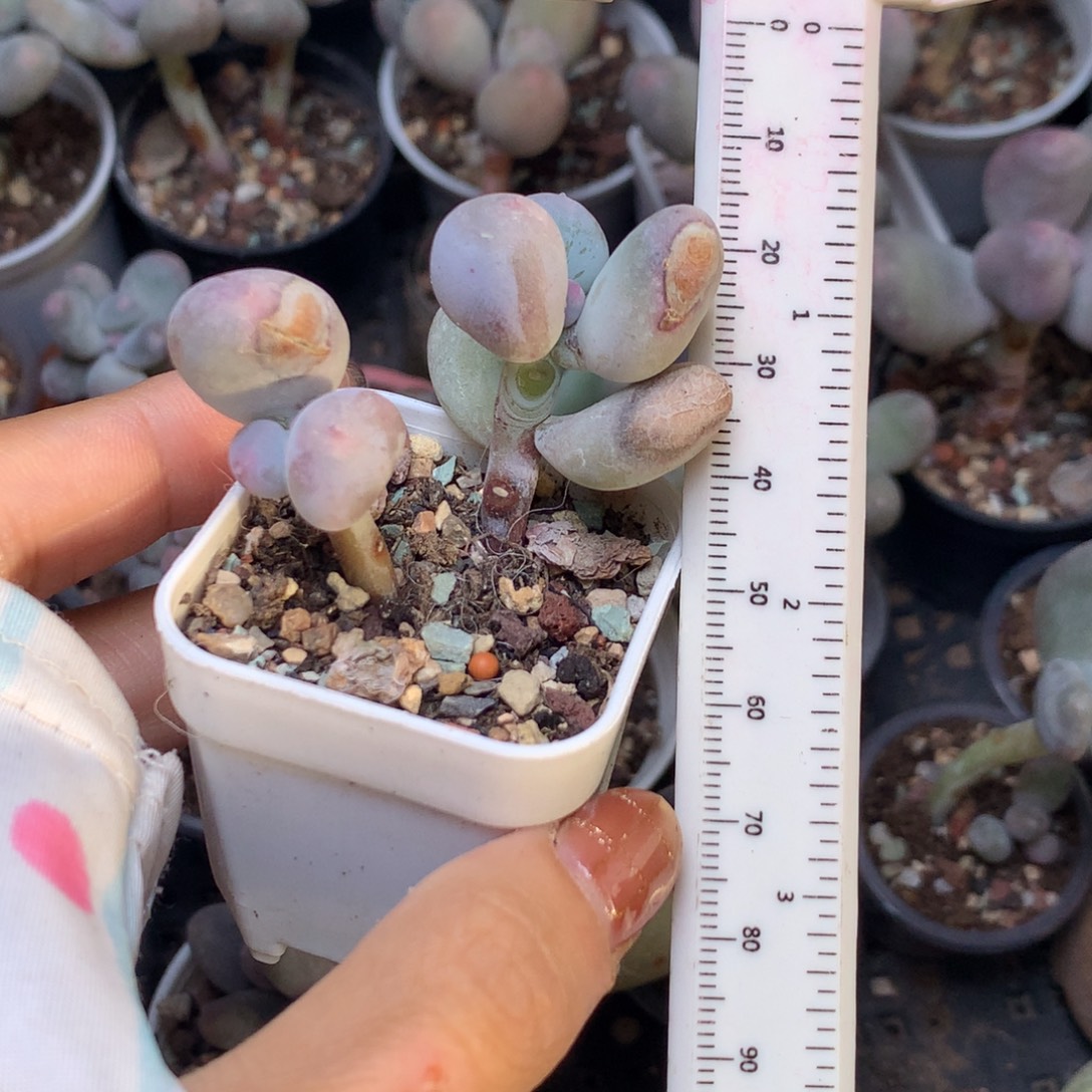 瑕疵特价，不满28发叶片一片，到付