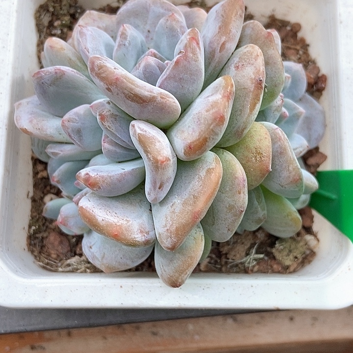 多肉酱紫皮星影829多肉