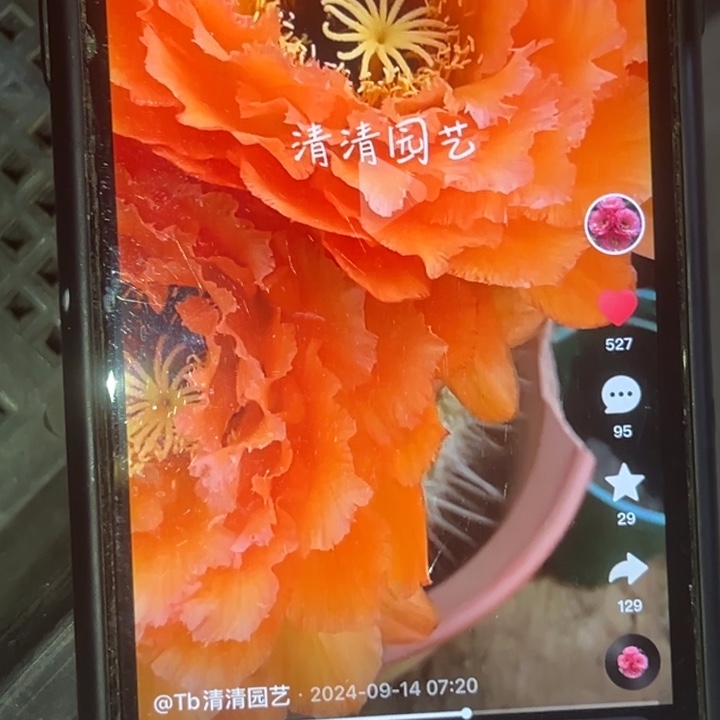 清清果冻橙侧牙瑕疵黑点