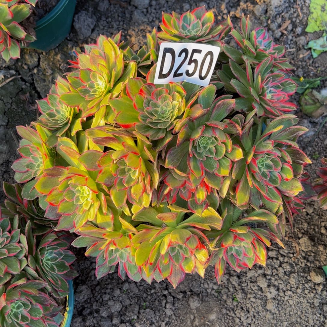 万花筒法师28////-32