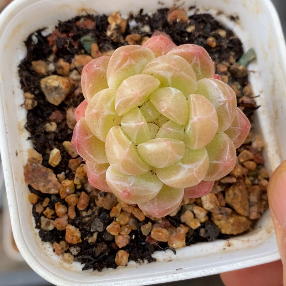 精品多肉一物一拍不包整52