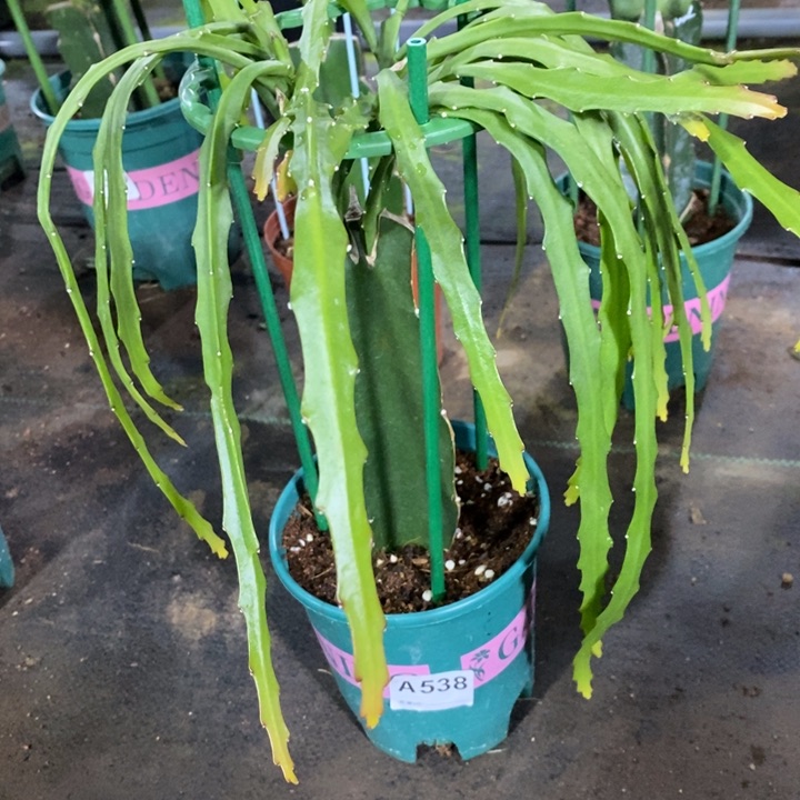 当前无花栽培后可以开花秋***玉538菲菲拉