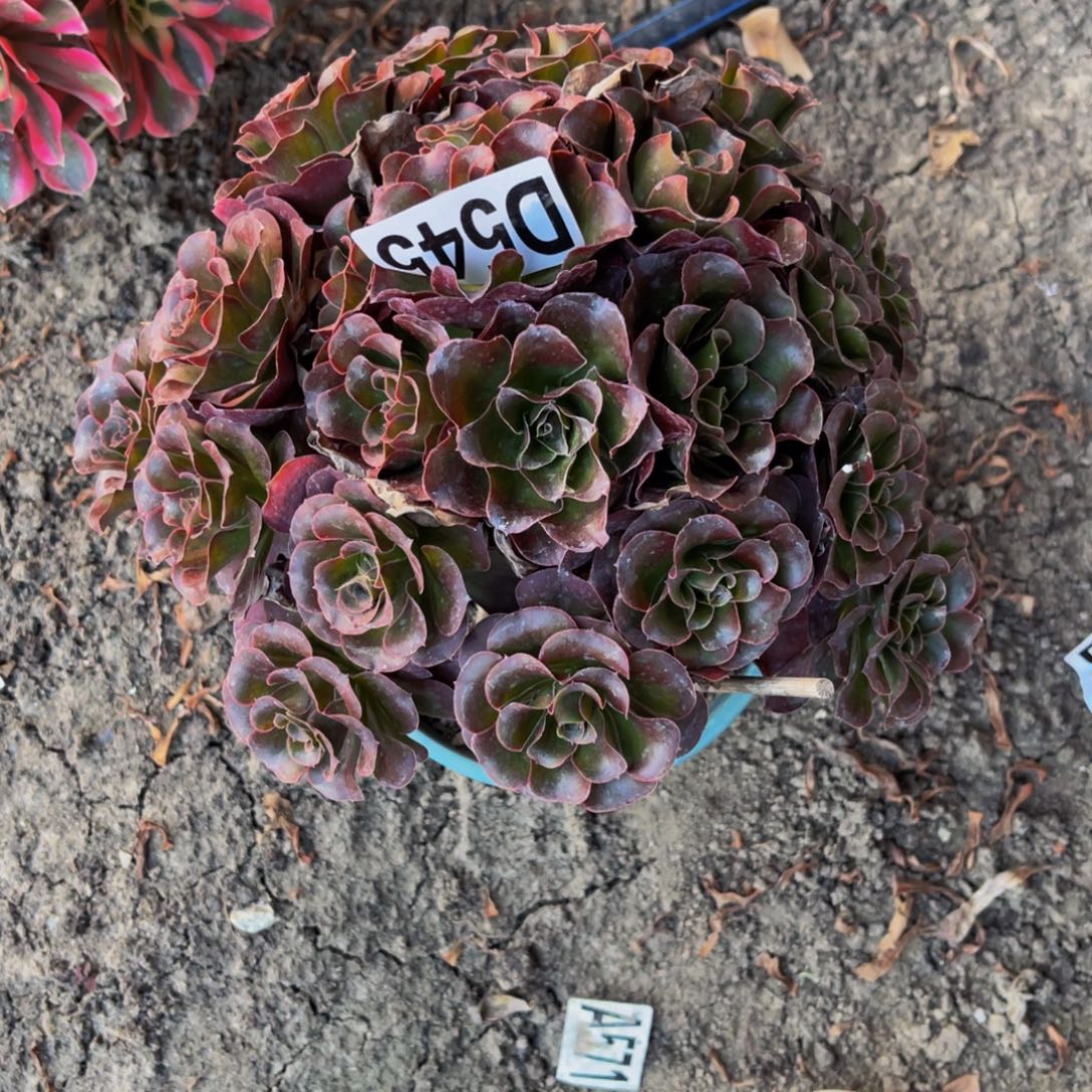 魅金法师16/////28包邮