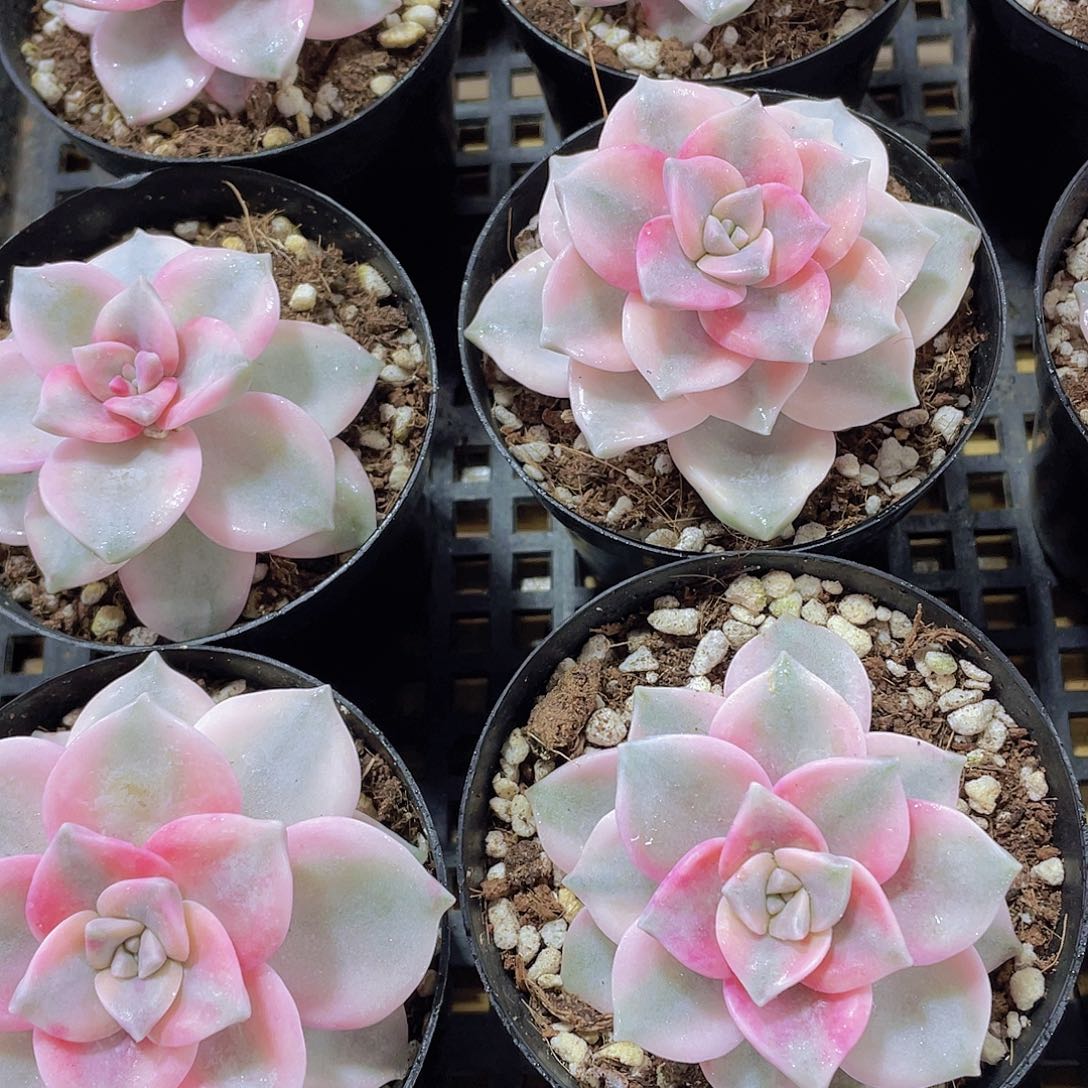 量拍138号 紫乐锦单头一个