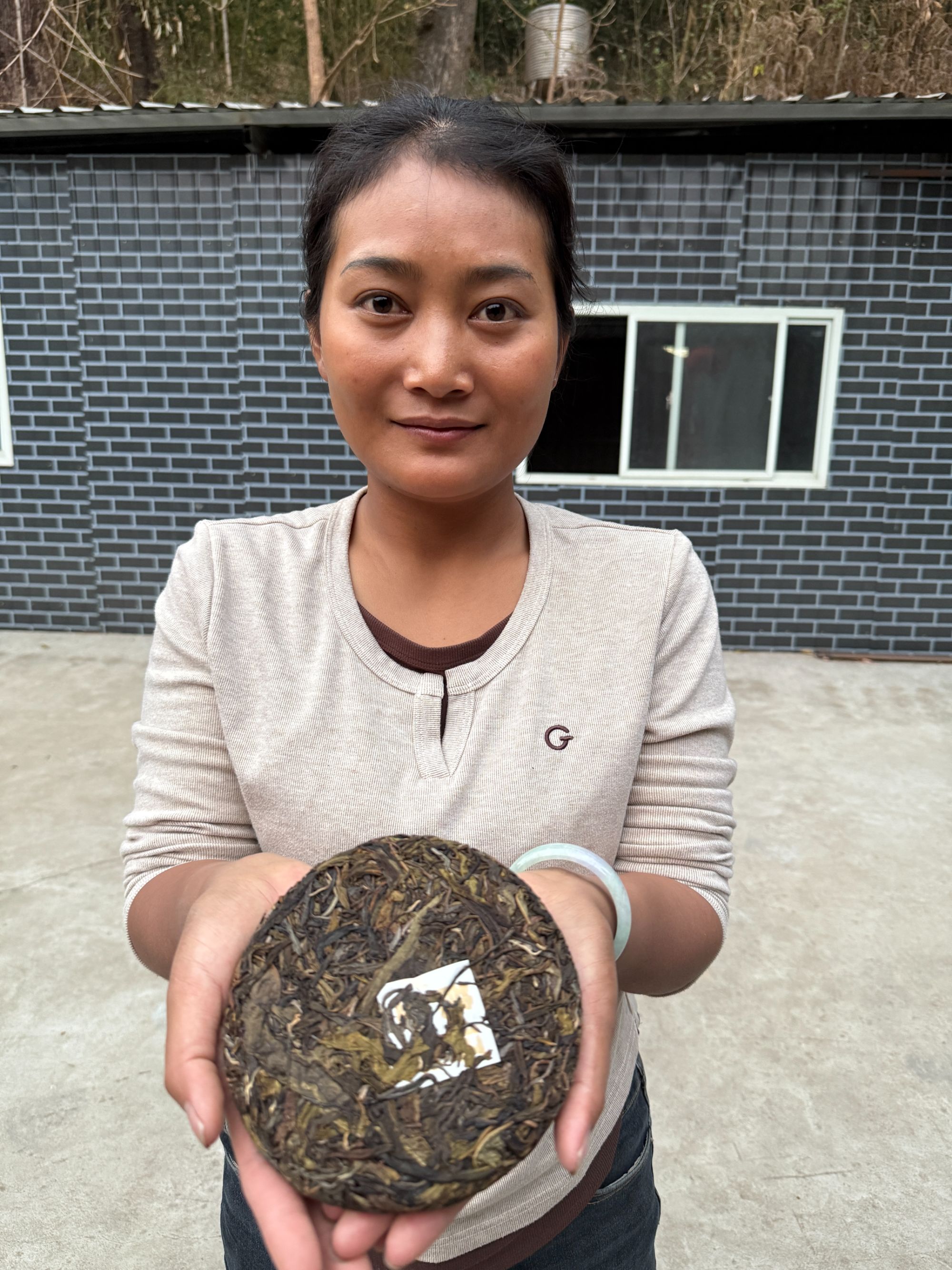 【云姐推荐好茶】2023年昔归黄金叶 金饼普洱茶生茶200g（头春）