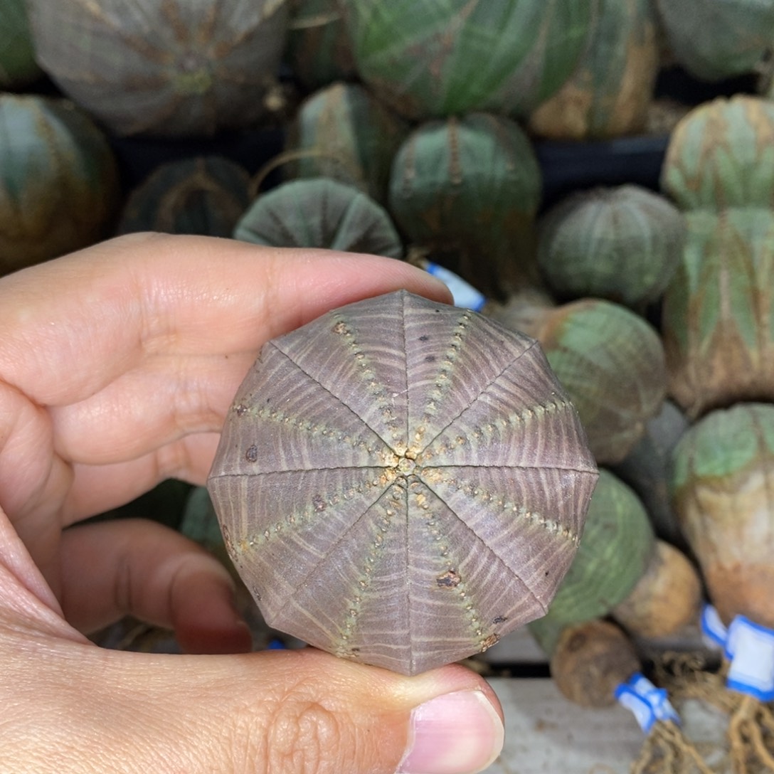 14 欧系实生布纹球多肉植物