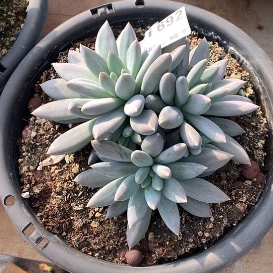 @***月黄胖体哥特692 亏本处理不退不换7-8天发货