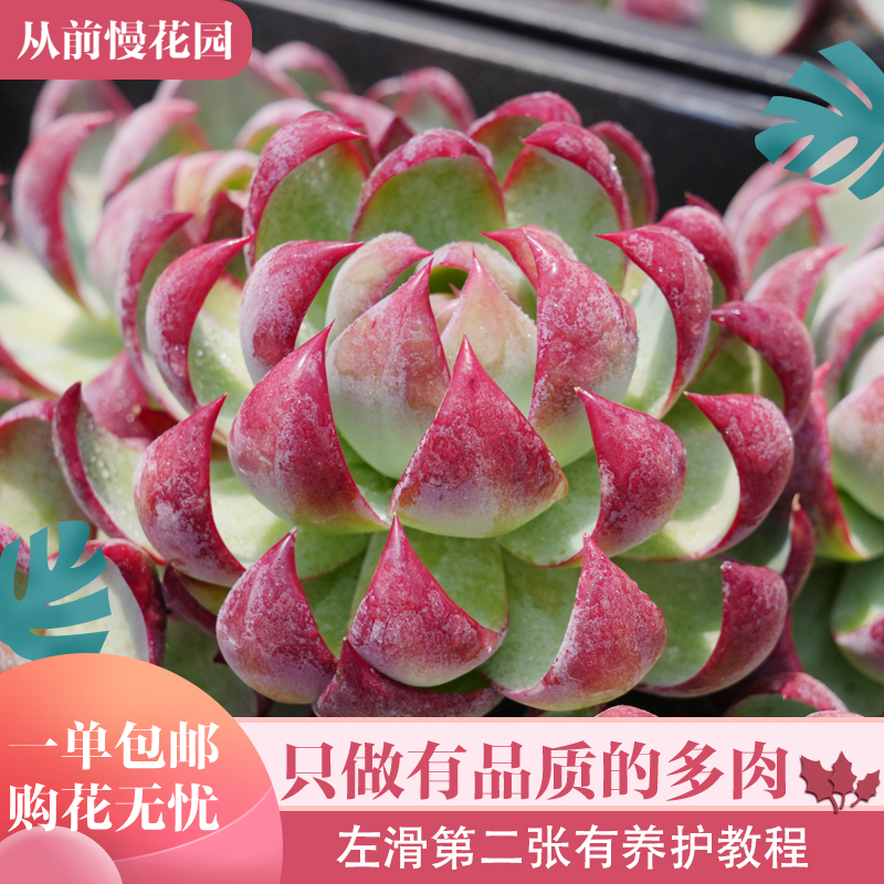 071-惊鸿仙子-从前慢花园东云系多肉植物