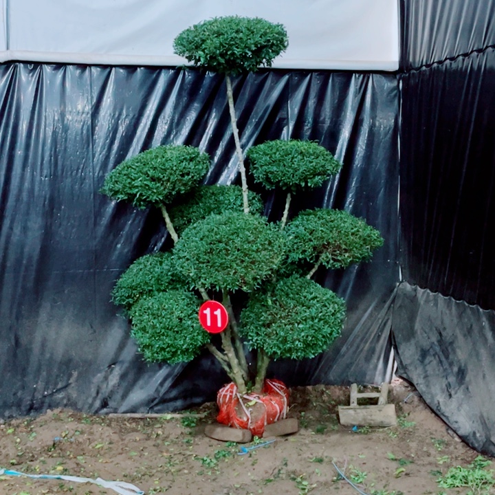 无花朵一物一拍一个一个