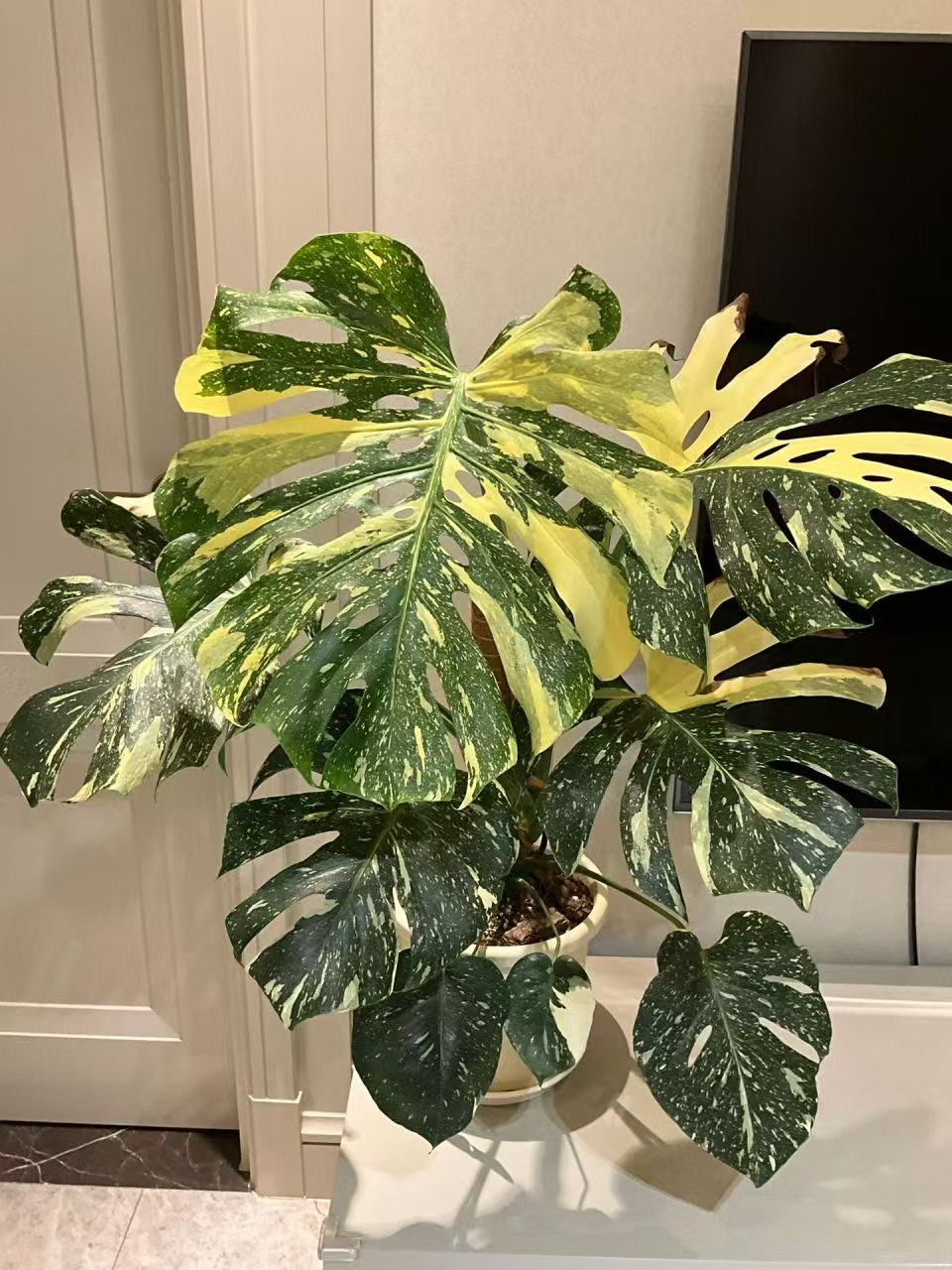 【一物一拍】洒金龟背竹网红高端热带观叶植物室内好养锦化盆栽