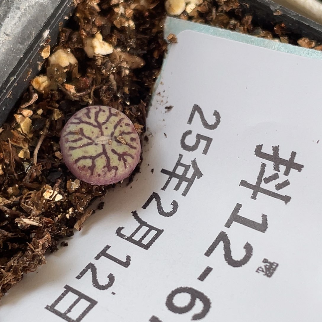 12-67墨多肉植物