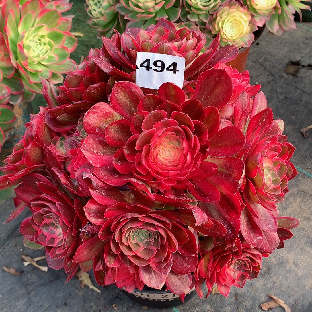 494.黑膜锦多肉植物