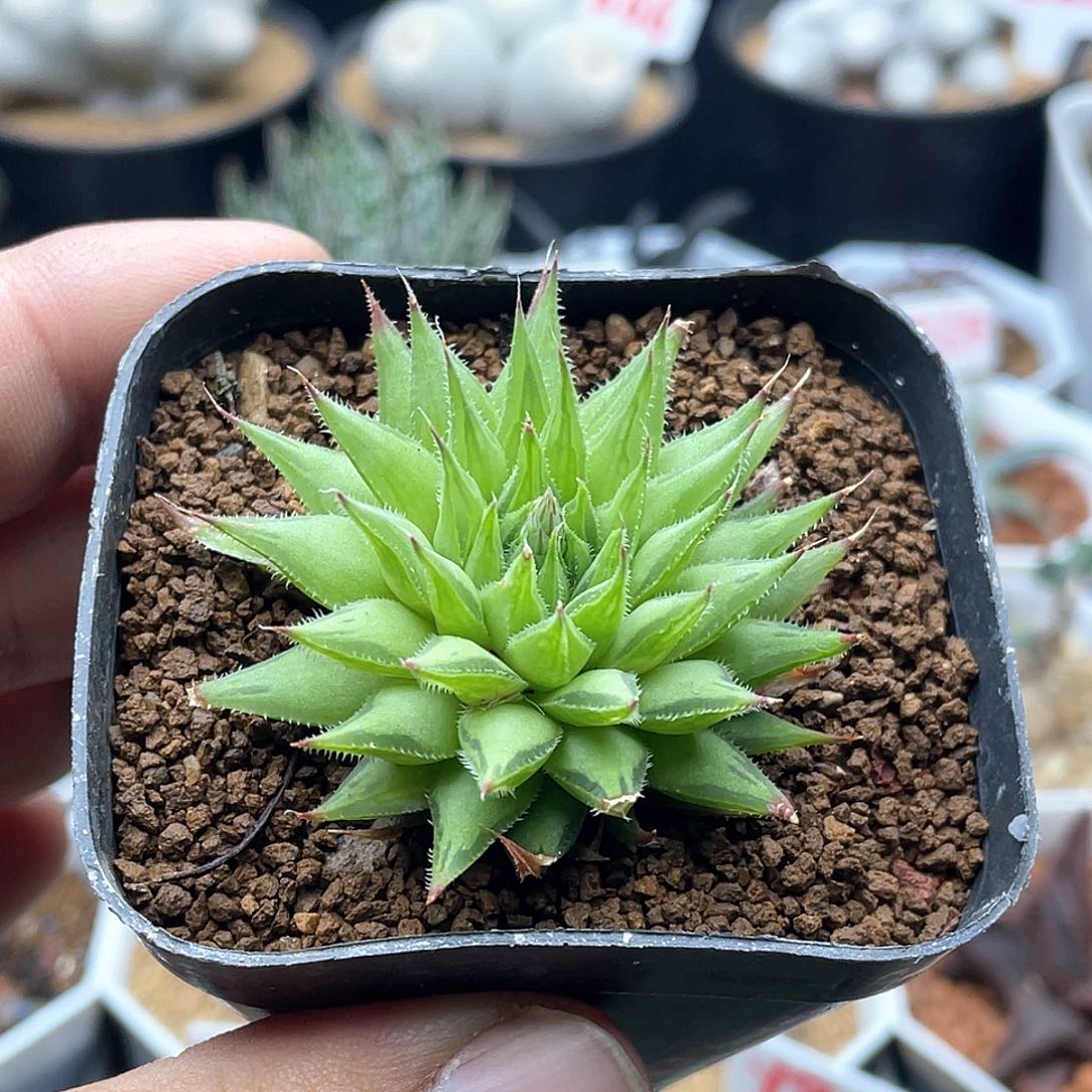 实生原始种 致远多肉