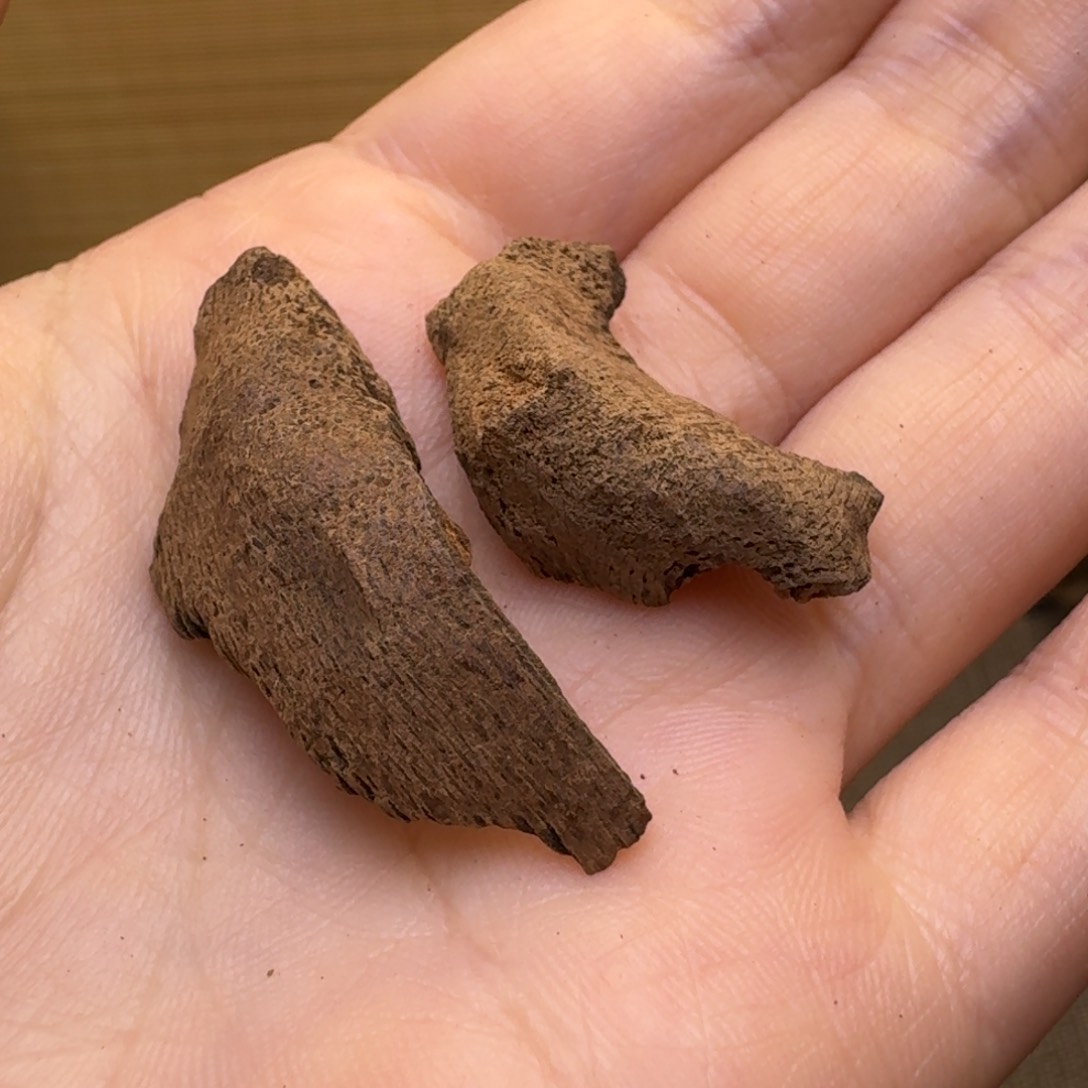 香榧木海南文昌土埋沉水鸡母虫漏2.4克