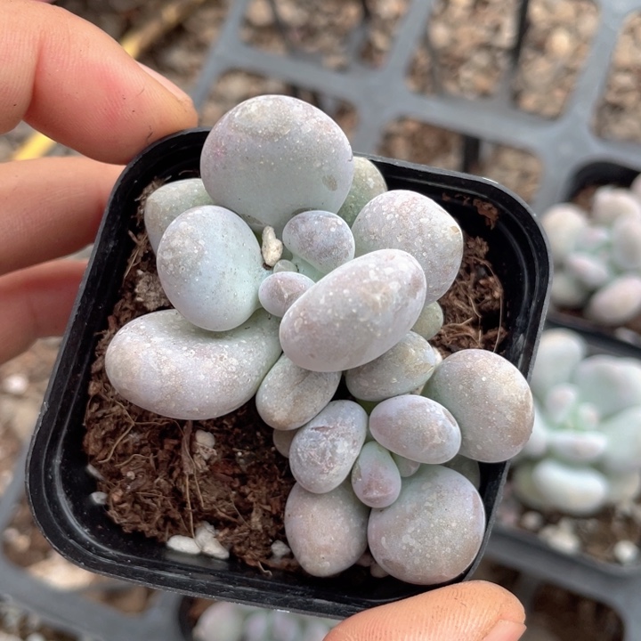 鸡蛋奶双头随机发满18包邮