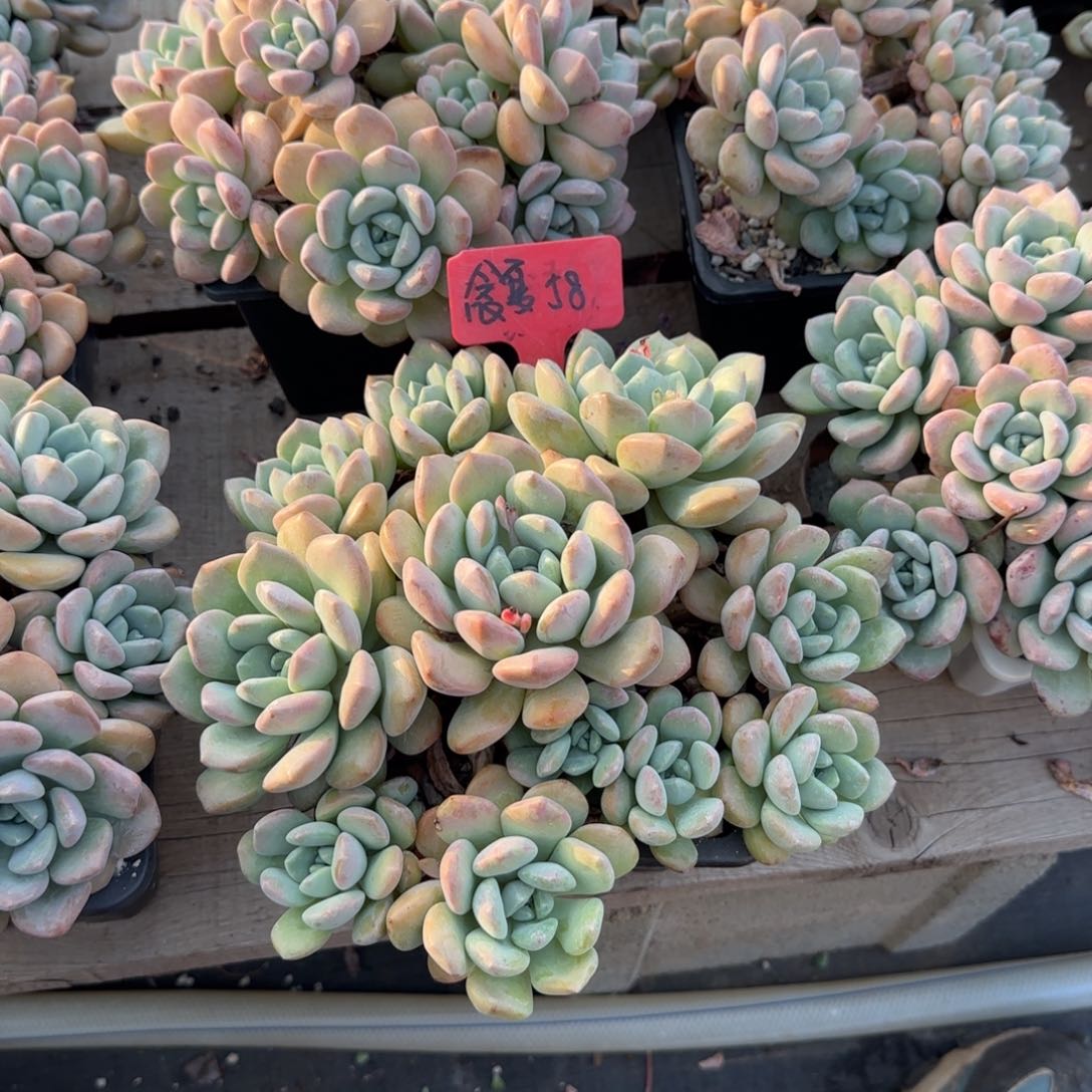 念*～白鹭老桩多肉五十包邮