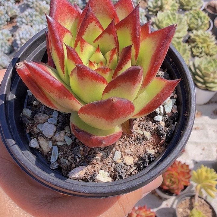 七公分口红多肉单头满20包邮