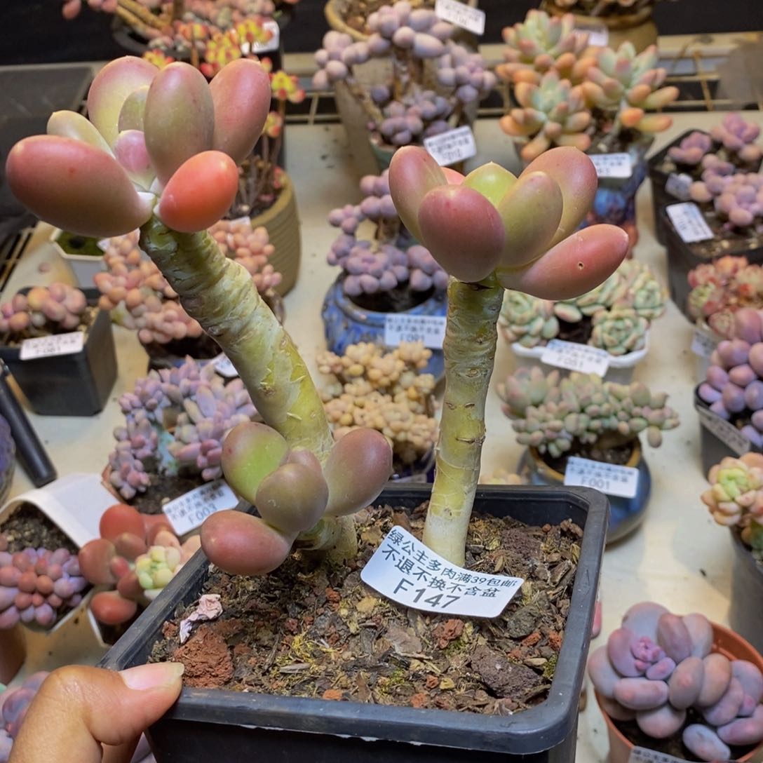 147金蟾多肉整9c m