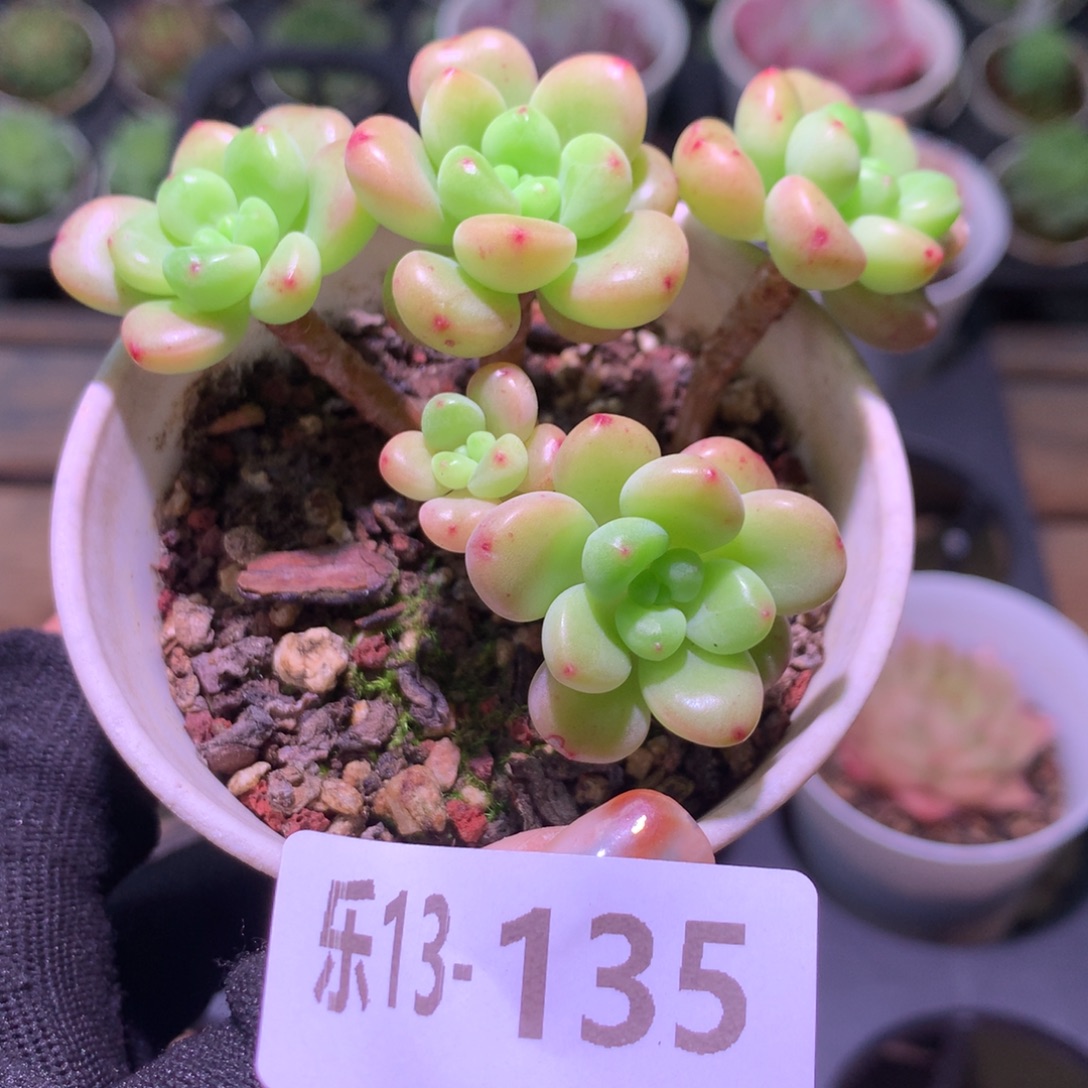 乐然13-135 香格里拉 