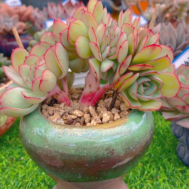 谢谢你的支持0000038.9