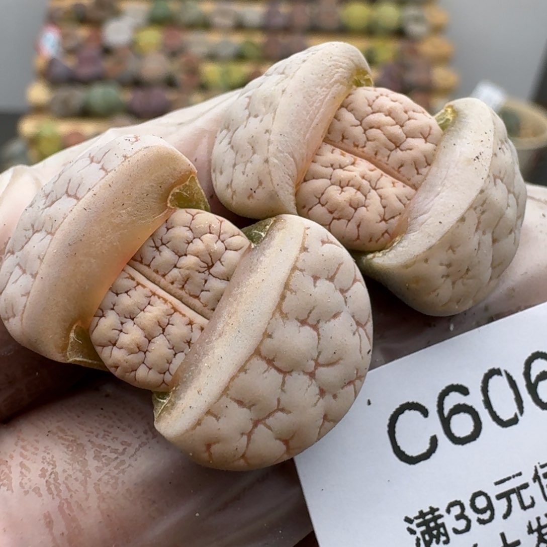 呵**呵606哈哈哈哈哈哈哈哈哈