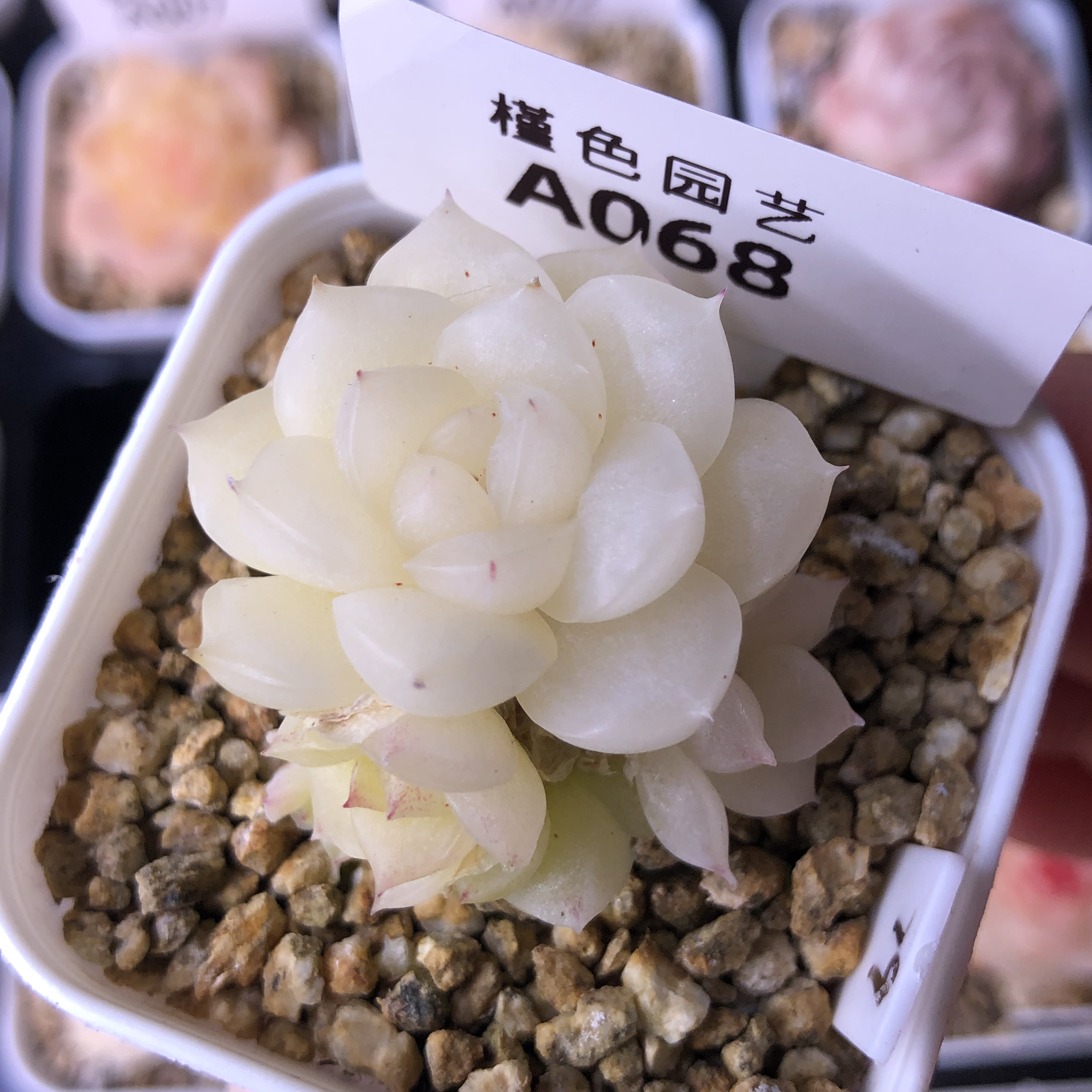 068冰透珍妮多肉植物7头群生一物一拍