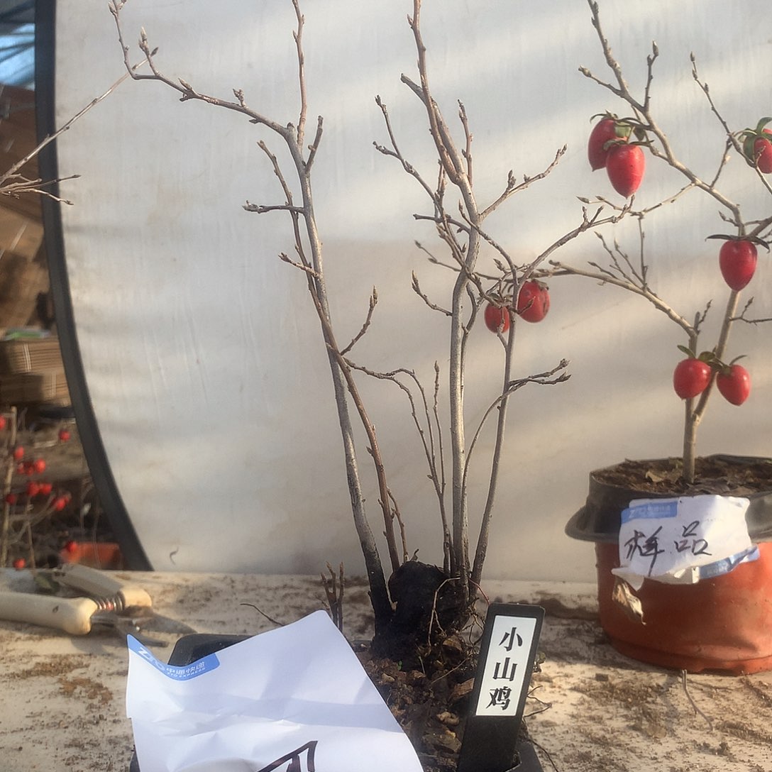 正***完全开放老鸦的眼睛是