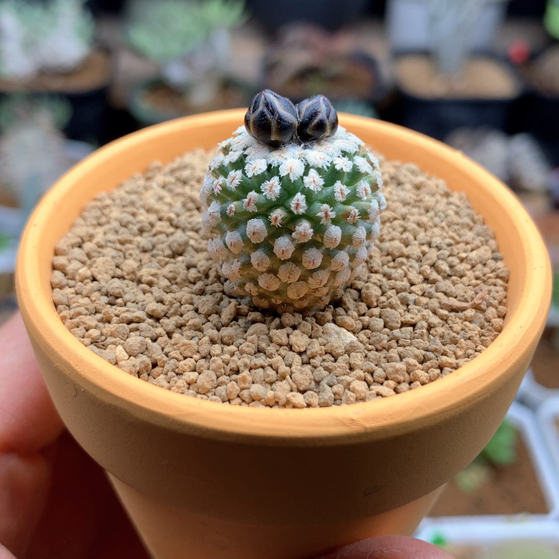 实生蔷薇丸带盆仙人球