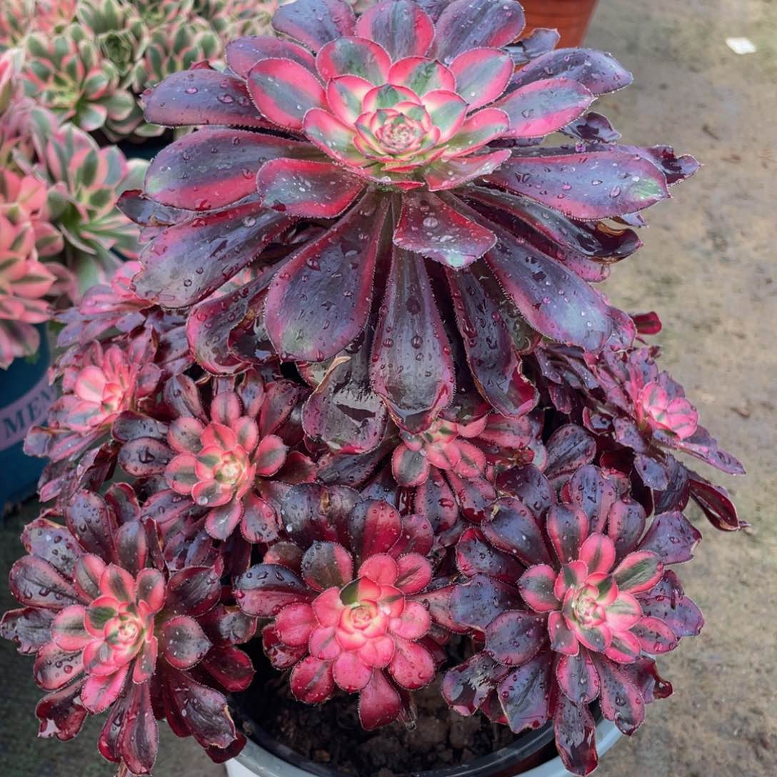 382香奈儿精品法师老桩