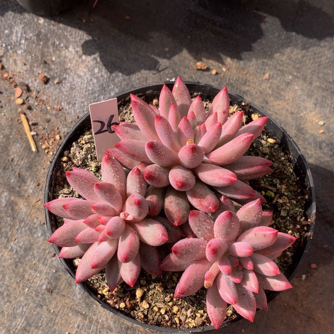 y***凉虞美人727272727737227