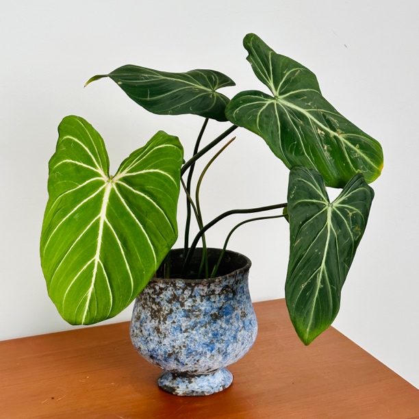 【明脉蔓绿绒】原盆原土好养活绿植不含盆器