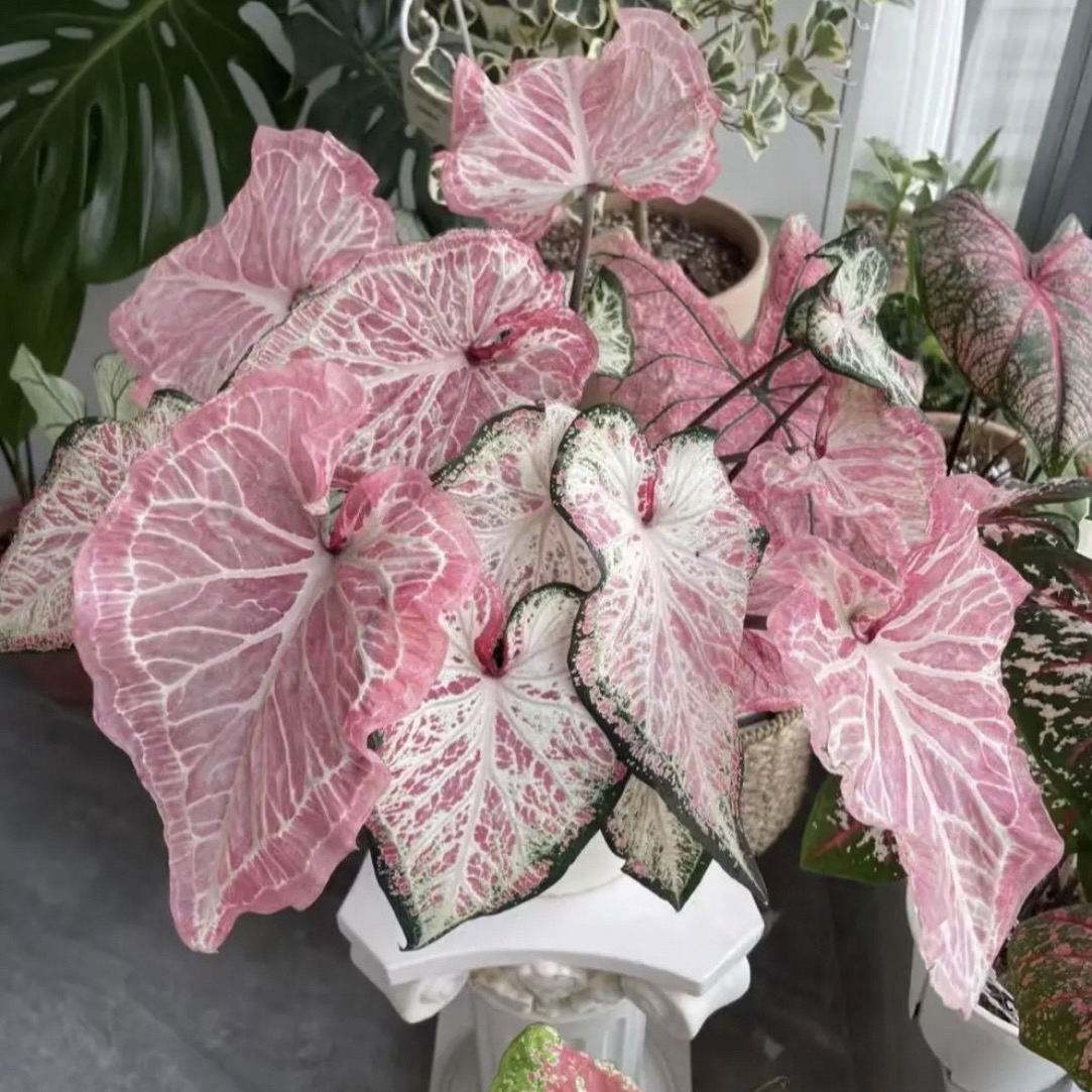 【胡椒薄荷】 无花朵3-5公分  种球  彩叶芋   懒人热带绿植