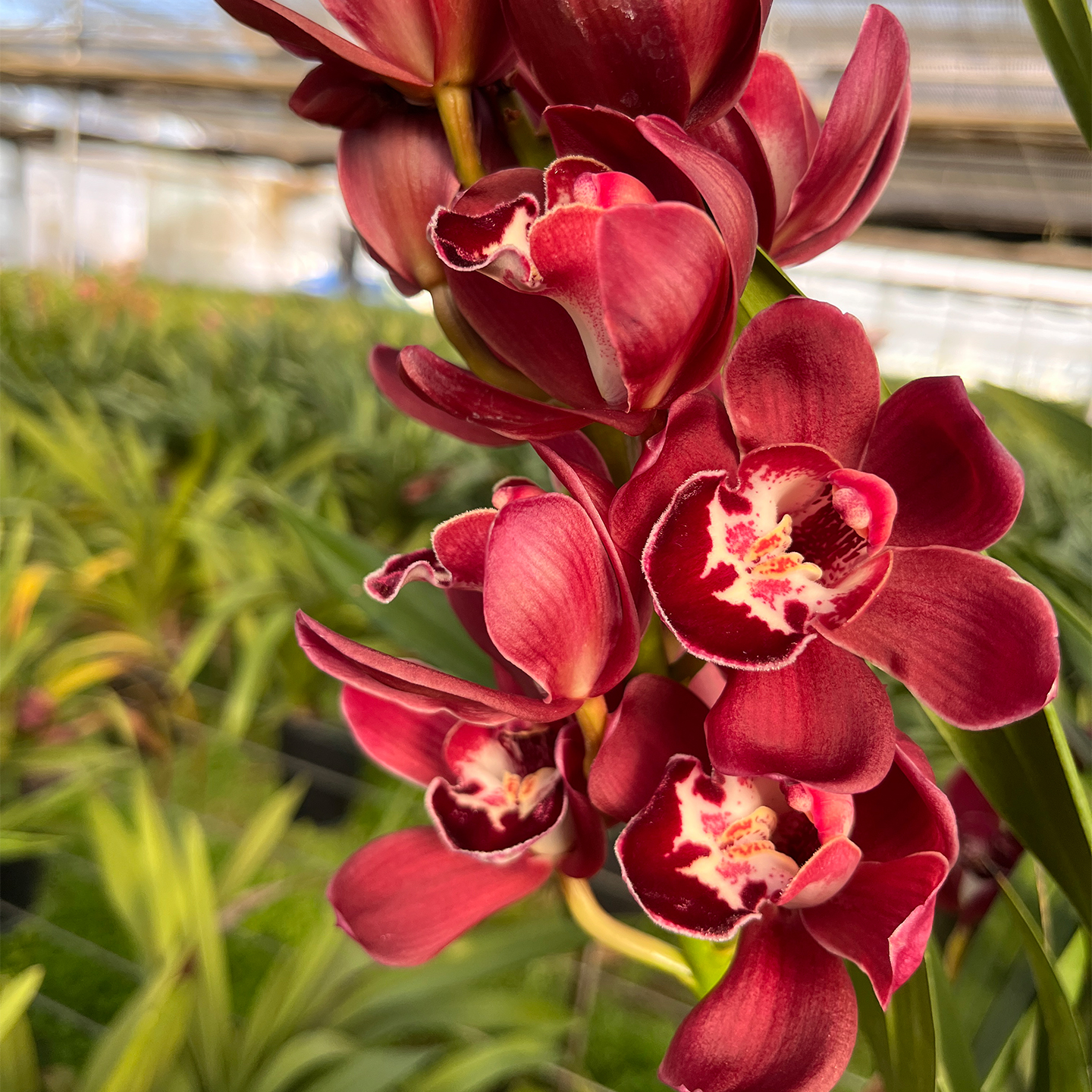 黑贝壳大花蕙兰带花苞带花剑精品紫红色兰花花卉盆栽