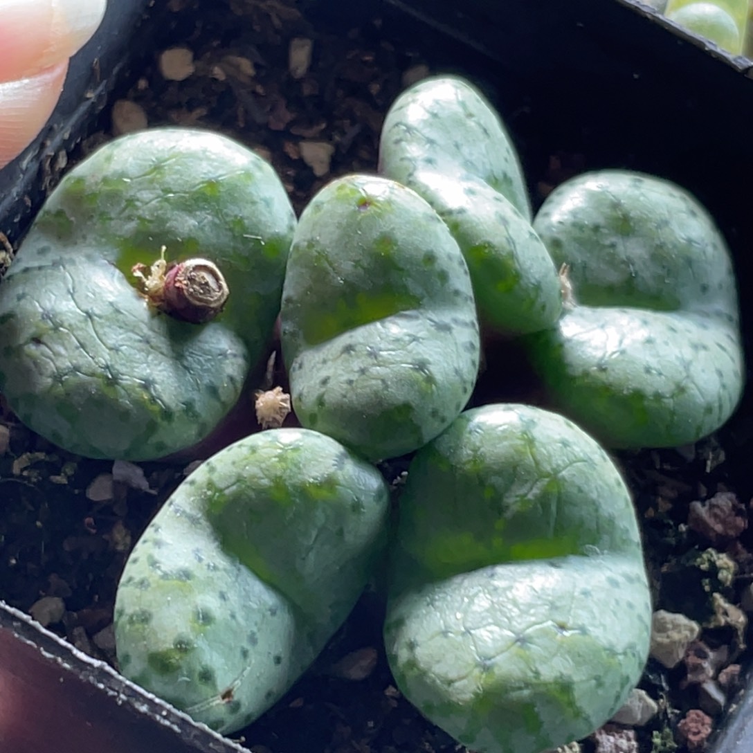 大群安贞一物一拍～7