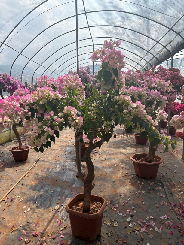 原生嫁接三角梅特别好养活