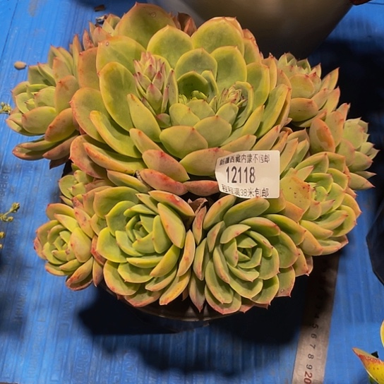 米*丫粉女巫12118多肉多头