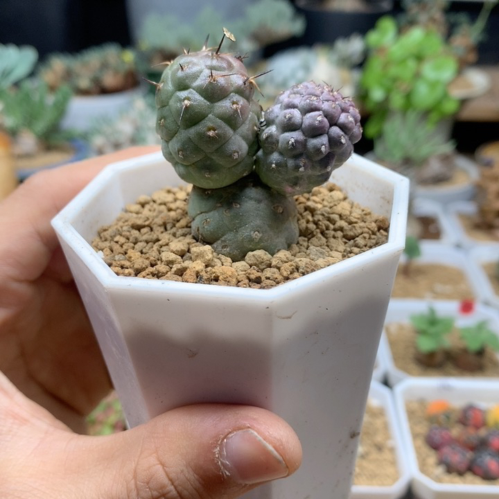 习志野自根带盆仙人球